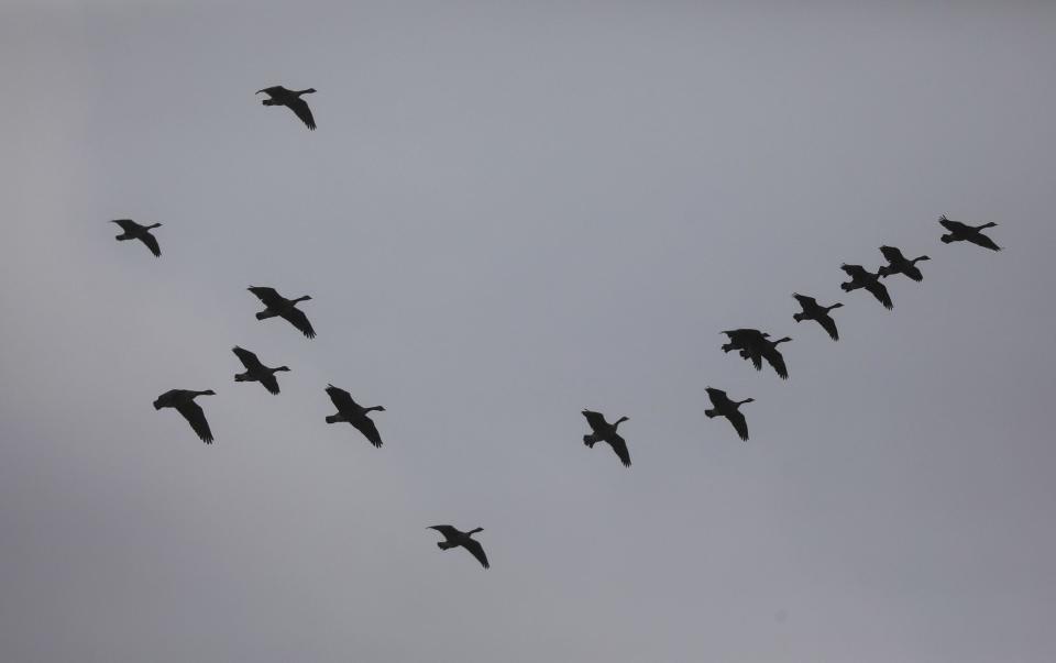 A flock of Canada Geese fly in a giant circle looking for a place to land.