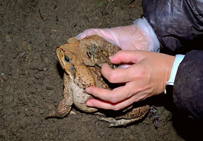 最高罰5萬！飼養海蟾蜍6/14前完成登記