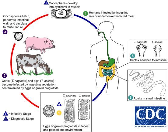 Taeniasis is the infection of humans with the adult tapeworm, which happens when you eat raw or undercooked pork and the larval cysts in the meat.