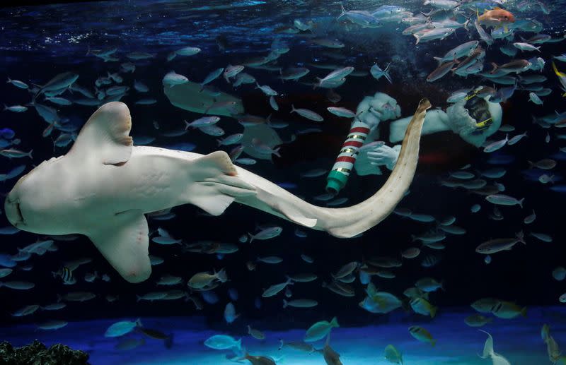 A diver wearing Santa Claus costume for the Christmas celebration, amid the coronavirus disease (COVID-19) outbreak, in Tokyo