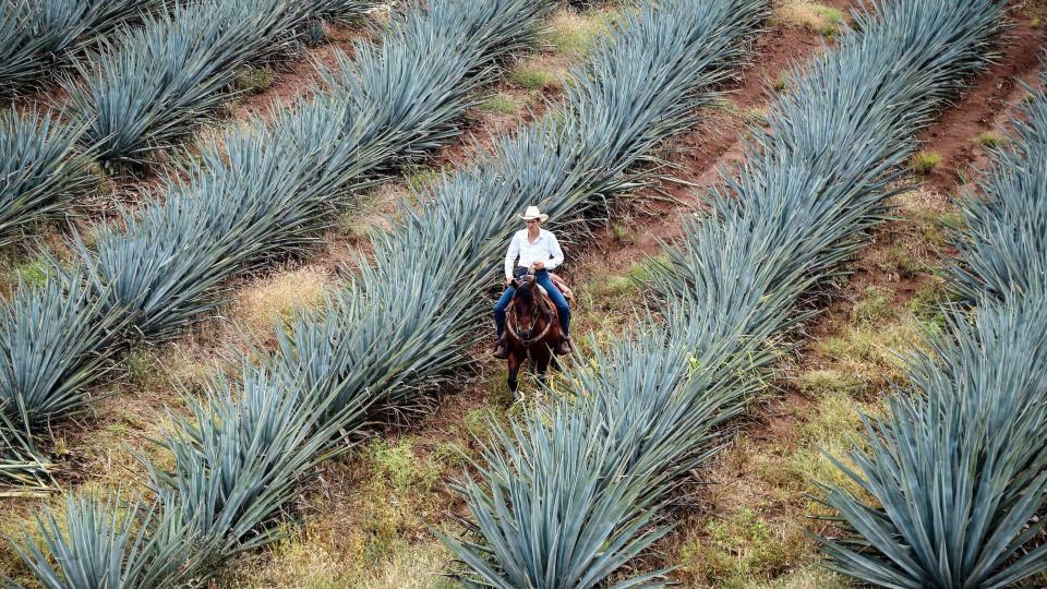 Tequila and Mezcal: Agave plant