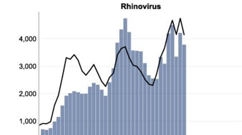 Rhinovirus and RSV rates in NSW.JPG