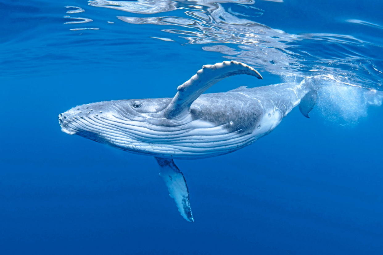 Quelque part dans l’océan Pacifique nord, une baleine parle toute seule depuis des dizaines d’années. Aucun de ses congénères ne l’entend car ils ne chantent pas sur la même fréquence.  - Credit:Craig Lambert Photography / Shutterstock / Shutterstock / Craig Lambert Photography