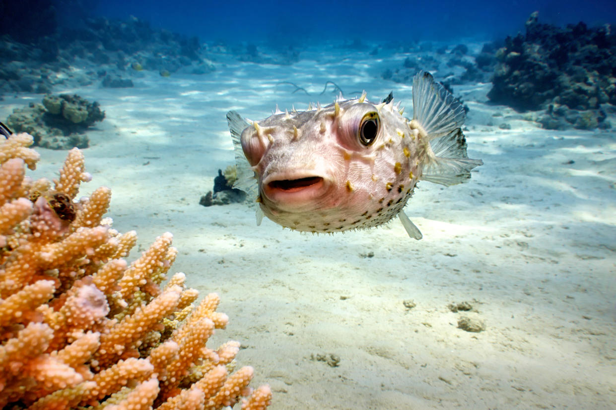 Wenn ein Igelfisch zum Zahnarzt muss, ist das eine besondere Sache (Symbolfisch: Getty Images)
