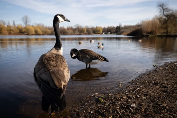 Canada geese are shown at Trout Lake in Vancouver in March 2020. 