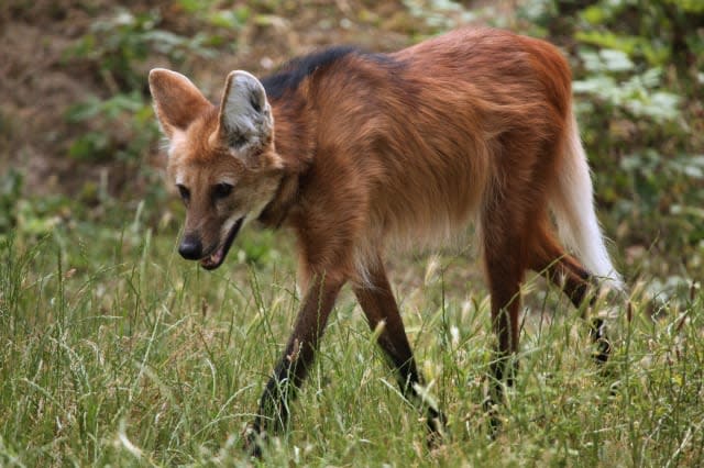 Maned wolf (Chrysocyon brachyurus).