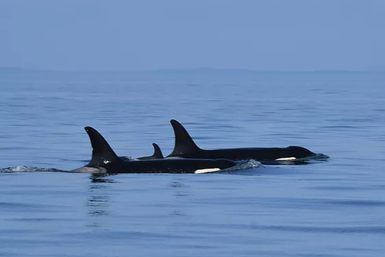 The killer whale that made headlines for carrying her dead calf for 17 days has given birth again: Dave Ellifrit