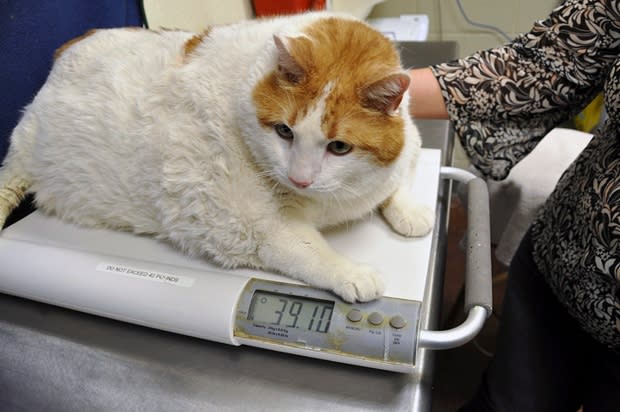 Ben Swan/Santa Fe Animal Shelter/The Associated Press