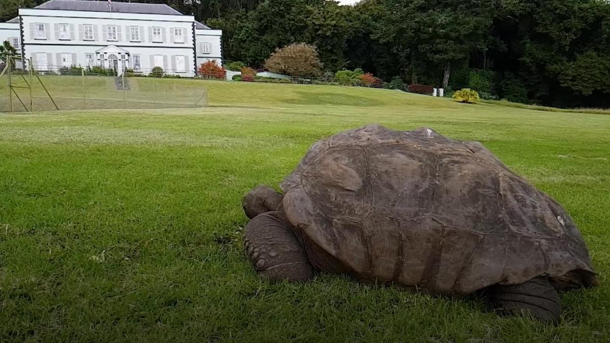 World S Oldest Tortoise Has Seen Off Two World Wars And The British Empire   5d24ed5aa23280d508f096a970e85431