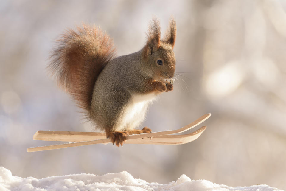 These hilarious photos show squirrels making the most of the winter weather - as they pose on miniature wooden SKIS and toy snowmobiles. The clever little red squirrels look like they are having a great time frolicking around in the snow and enjoying a winter holiday, as they appear to hover mid-air on their wooden skis and tiny toy vehicles. And the animals are rewarded for their sporting endeavours with snacks - as photographer Geert Weggen hides nuts on or nearby all of his props to encourage the squirrels to be part of the festive scene.
