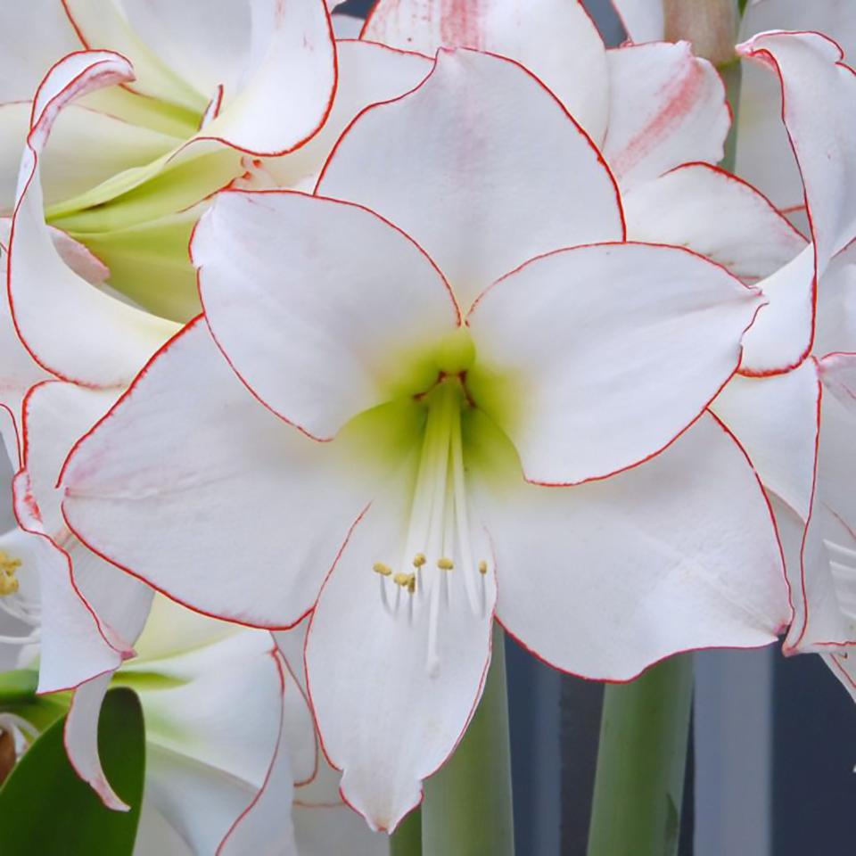 Amaryllis: Hippeastrum Picotee