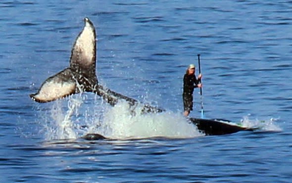 British tourist captures amazing pictures of paddle boarder 'surfing on whale'