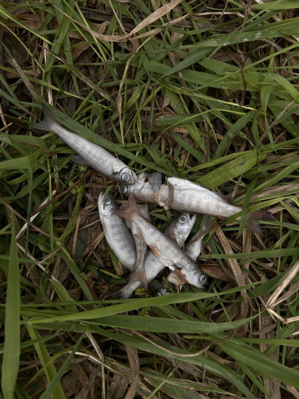 Dead juvenile fish were visible on the grass surrounding the Hope Slough after the spill, whose cause has yet to be determined.