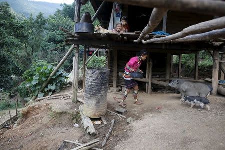 An ethnic Kayaw woman Lay Thar Oo, 45, feeds her pigs at her home at Htaykho village in the Kayah state, Myanmar September 12, 2015. REUTERS/Soe Zeya Tun