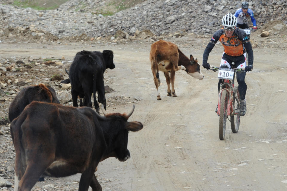 Holland's Irjan Luttenberg (R) rides past cows during the first stage of the Himalayas 2011 International Mountainbike Race in the mountainous area of Gitti Das in Pakistan's tourist region of Naran in Khyber Pakhtunkhwa province on September 16, 2011. The cycling event, organised by the Kaghan Memorial Trust to raise funds for its charity school set up in the Kaghan valley for children affected in the October 2005 earthquake, attracted some 30 International and 11 Pakistani cyclists. AFP PHOTO / AAMIR QURESHI (Photo credit should read AAMIR QURESHI/AFP/Getty Images)