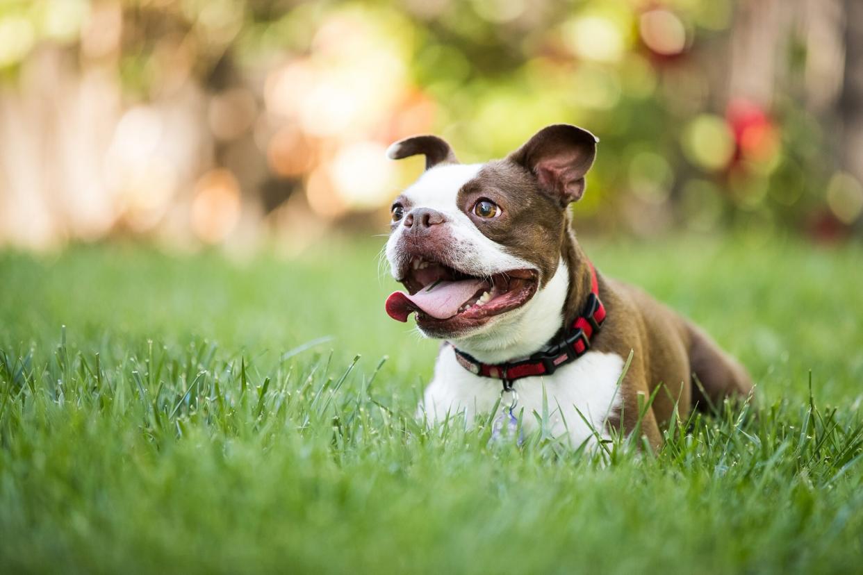 Happy Boston Terrier lays in grass on sunny day