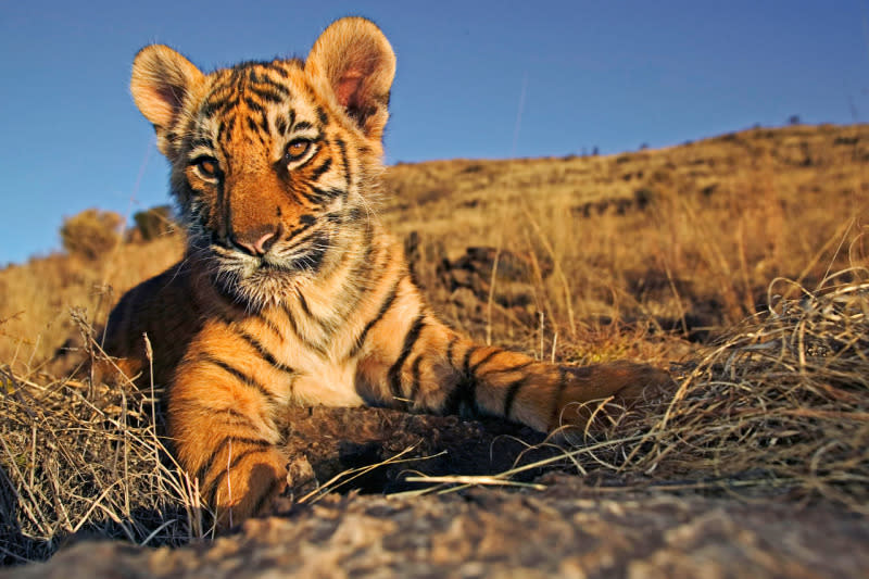 An Indian tiger cub.