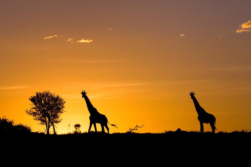 The sun sets on giraffes of the Serengeti.