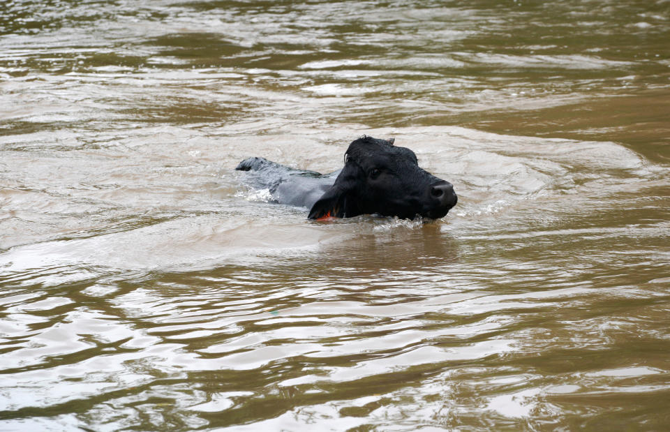 A cow swims trying to get out of the Hurricane Harvey floodwaters near East Columbia, Texas August 29, 2017. REUTERS/Rick Wilking