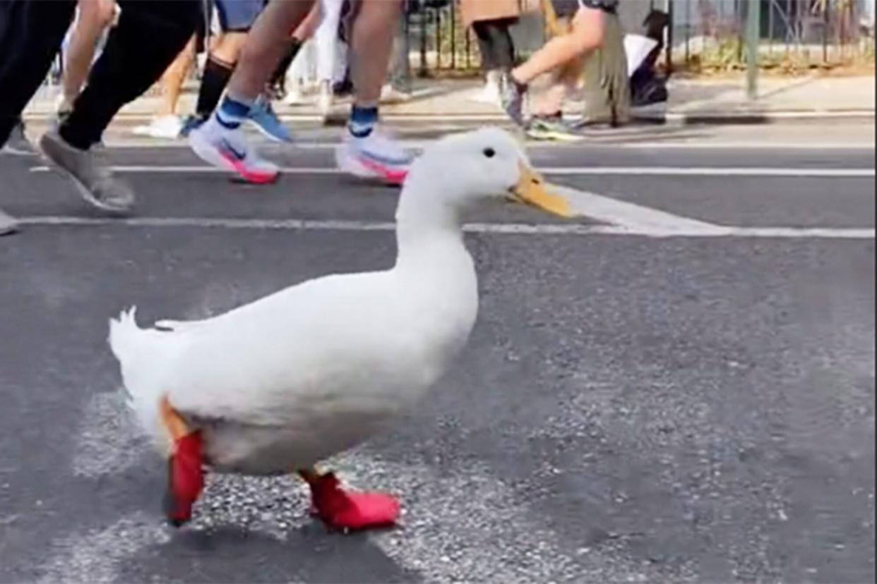 duck running in the New York marathon