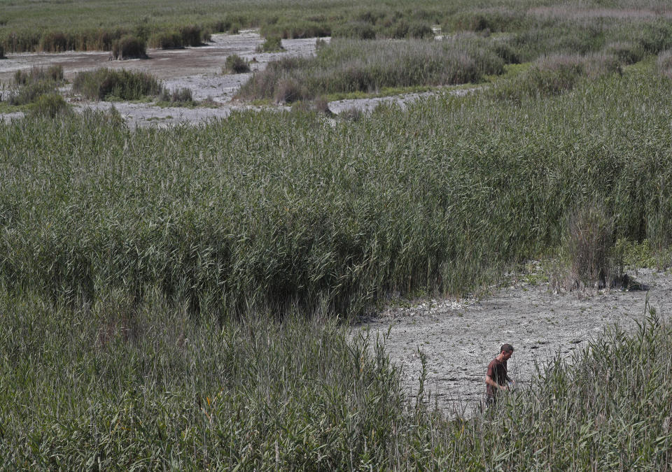 A man walks the dried up part of Lake Velence in Agard, Hungary, Sunday, Aug. 8, 2021. Activists and environmental experts in Hungary say the effects of climate change and insufficient infrastructure are colliding to threaten the country’s third largest natural lake with an economic and ecological crisis. Lake Velence has lost nearly half of its water in the last two years as hot, dry summers have led to increased evaporation and deteriorating water quality. (AP Photo/Laszlo Balogh)