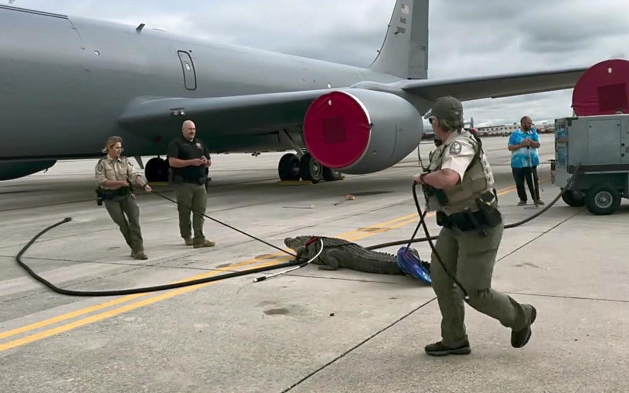 The alligator is taken away by staff from the Florida Fish and Wildlife Conservation Commission