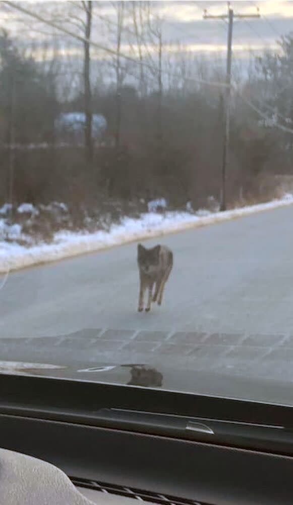 coyote | Kensington NH Police Facebook