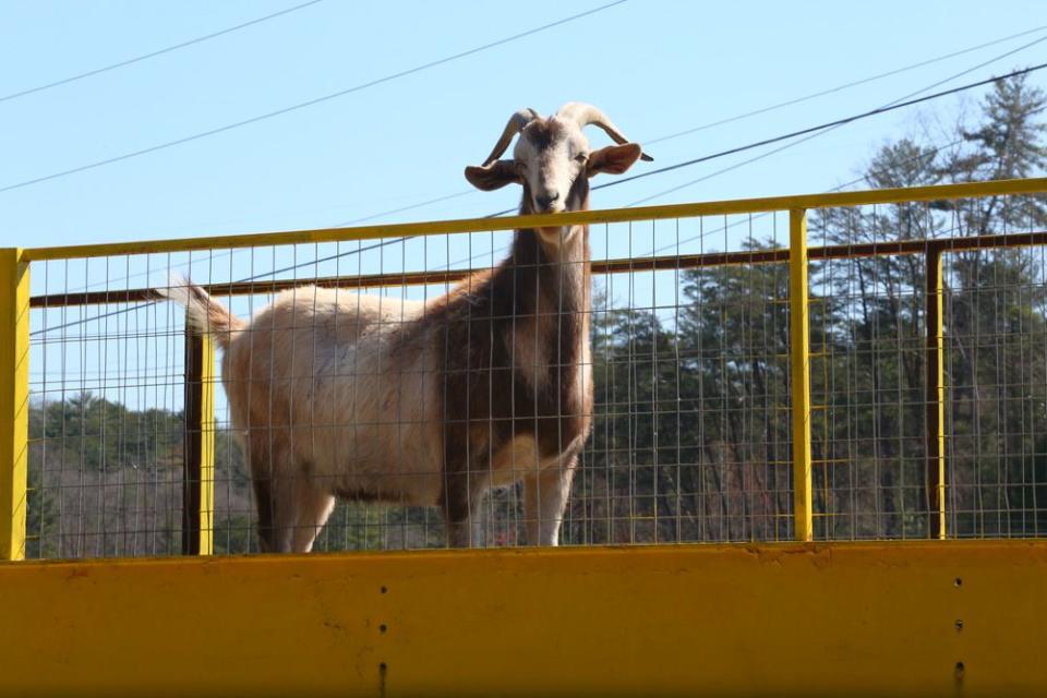 Here are some more photos from Goats on the Roof in Tiger, Ga.