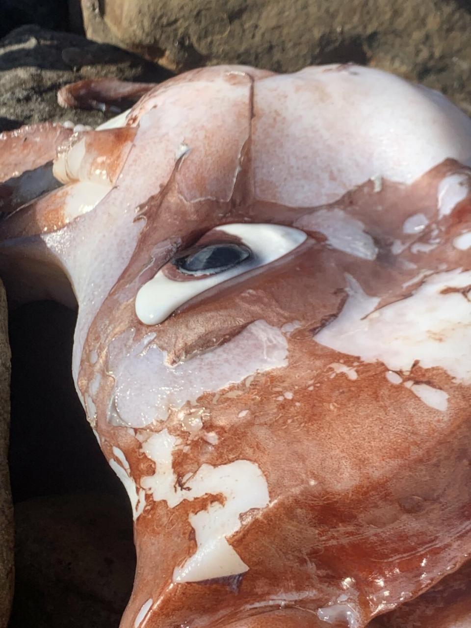 南非海邊被發現一隻「巨型魷魚」的屍體，眼睛就比餐盤還要大。   圖:翻攝自推特Tim Dee( @TimDee4)