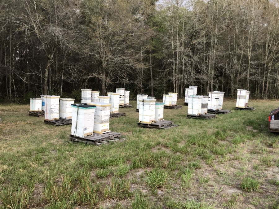 Honey in the Hollow Bee Farm