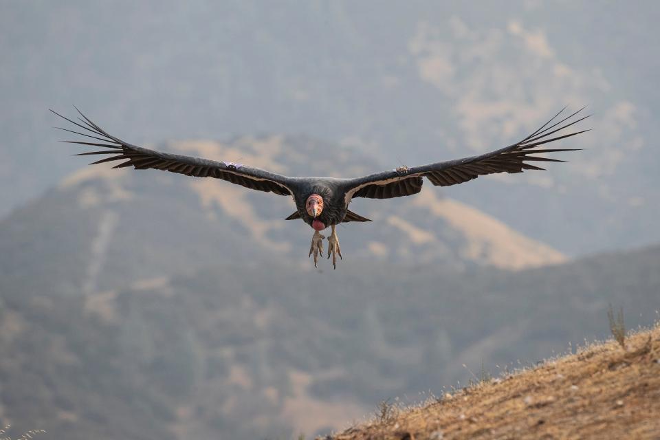 A California condor spreads its wings.