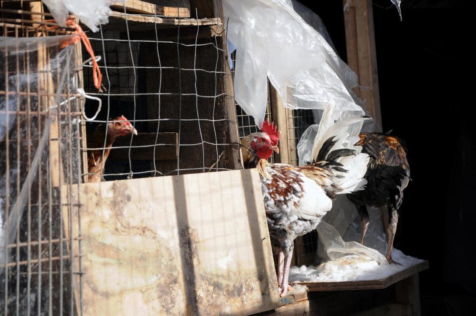 This photo provided by the ASPCA shows "Operation Angry Birds" in Ulster County, N.Y., Sunday, Feb. 9, 2014. More than 3,000 birds were rescued in the three-county cockfighting takedown that began Saturday and ended Sunday in New York and resulted in nine felony arrests, according to the state Attorney General's Office. (AP Photo/ASPCA)