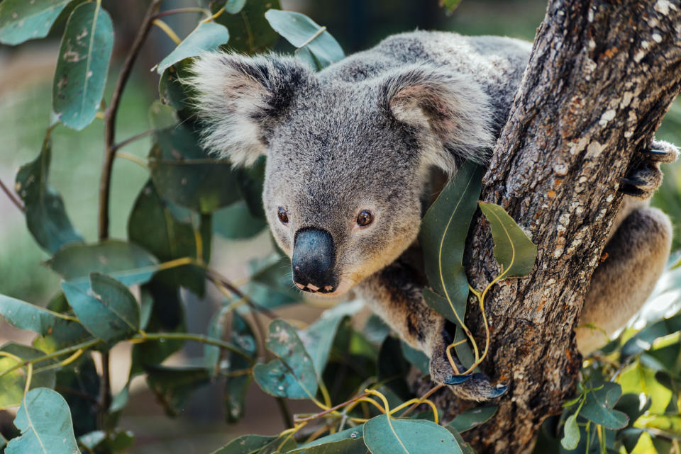 Verlierer: Koala