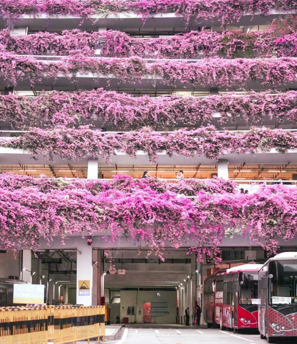 深圳旅遊｜深圳仙湖植物園3月限定 6層樓高粉色系簕杜鵑花瀑布！（附前往方法+停車場預約方法）