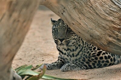 arabian leopard