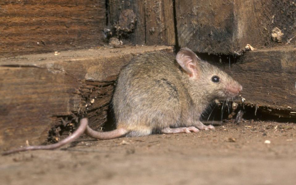 House mouse, Mus musculus - Mike Lane/iStockphoto