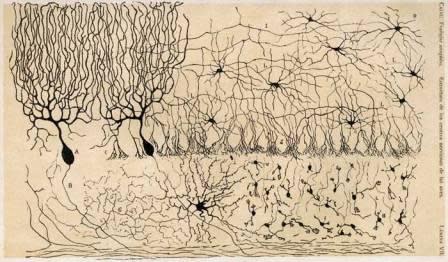 Fig.2: Neurons have diverse structures. (Source: Ramon y Cajal, ca. 1905)