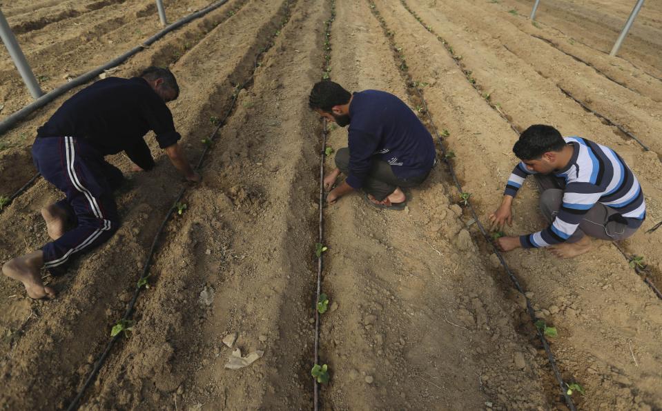 In this Sunday, Feb. 2, 2014 photo, Palestinians plant mint seeds at a farm in al-Qarara, Gaza Strip. Israel bars virtually all exports from Gaza, as part of punitive policies against the territory’s ruling Islamic militant group Hamas, but makes an exception for some fresh produce, allowing export abroad, but not to Israel and the West Bank, traditionally Gaza's main market. Israel has cited security reasons for its export restrictions, but critics say that once goods are allowed out of Gaza after having undergone security checks, there's no reason to limit the destinations they can be sent to. (AP Photo/Hatem Moussa)
