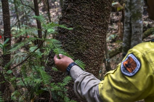 The pines, which fossil records indicate are more than 200 million years old -- pre-dating many dinosaurs -- were believed extinct until the Wollemi grove was discovered in 1994