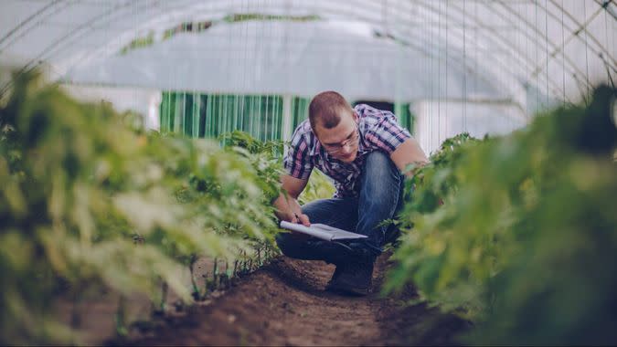 Agronomist examining an agricultural lettuce field.