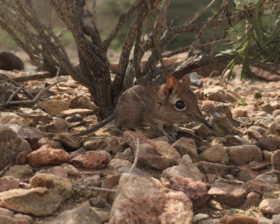 The first-ever photo of a live Somali Sengi for scientific documentation.