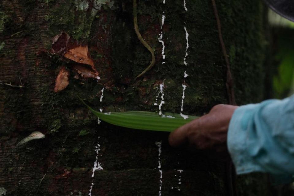 Una sustancia blanca saliendo de un árbol