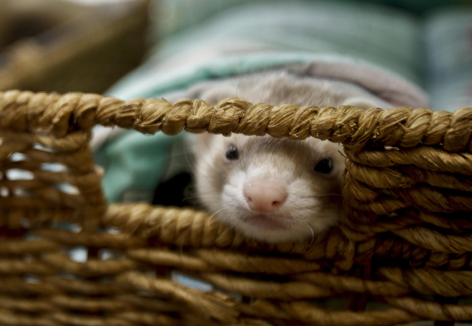 In this Wednesday, Dec. 19, 2012 photo, a ferret peaks through a basket handle opening in its cage, in La Mesa, Calif. Pet ferrets abound despite being illegal to own in California. Thousands of people call them pets. (AP Photo/Lenny Ignelzi)