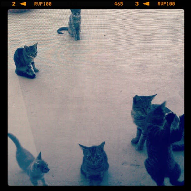 8. Dinner Time For Kitties!