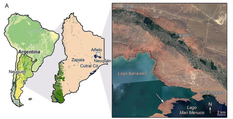 En la Argentina se hallaron la mayoría de las especies de unenlaginos, siendo seis las reconocidas hasta la publicación de Diuqin lechiguanae, todas de Patagonia