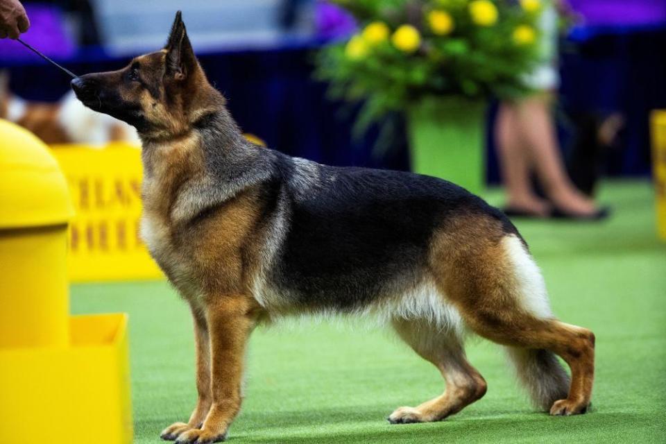 Mercedes, a German Shepherd from Bethesda, Maryland, competes in the Herding Group during the 148th Westminster Kennel Club Dog Show at the Billy Jean King United States Tennis Center in New York City, New York, U.S., May 13, 2024.