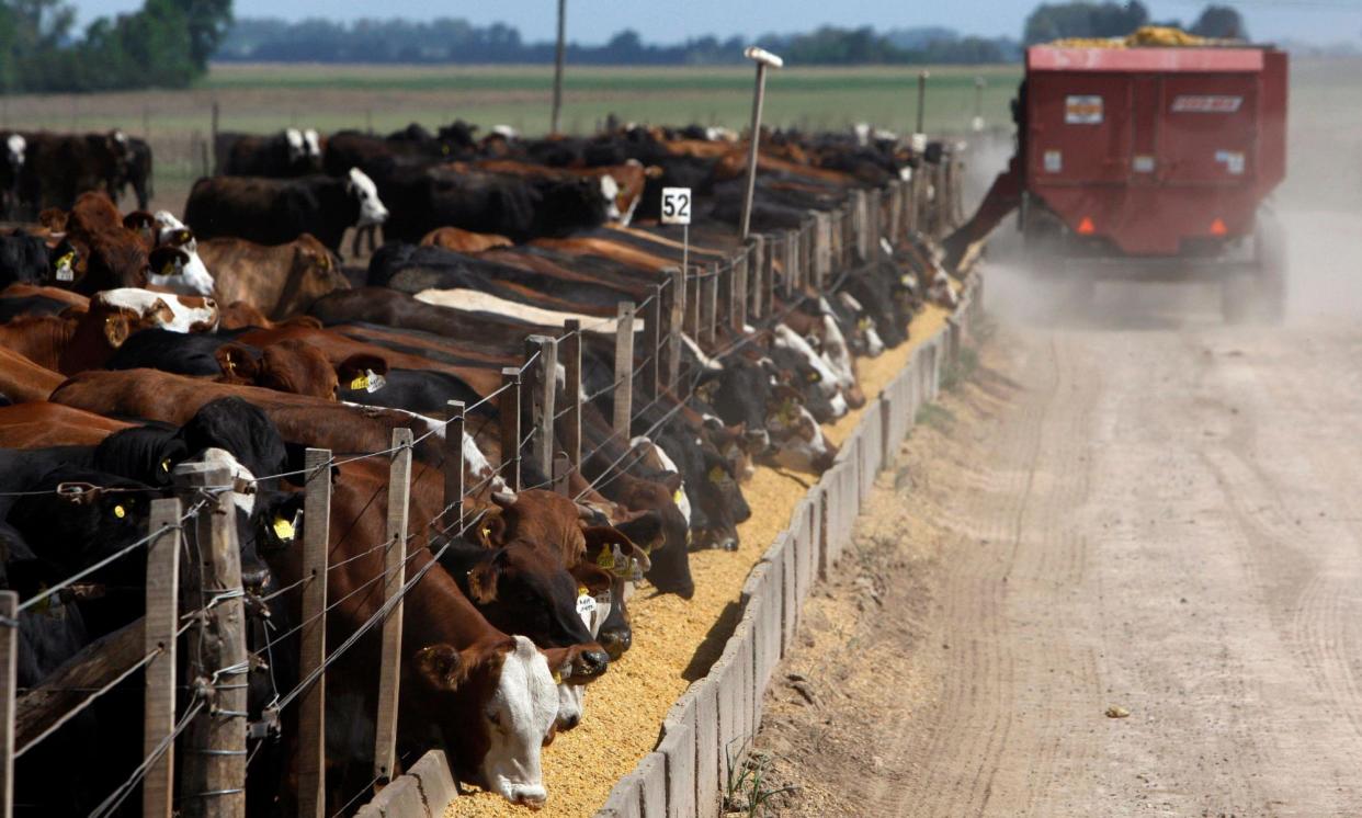<span>Many of the recommendations involved intensifying the efficiency of animal farming techniques.</span><span>Photograph: Reuters/Alamy</span>