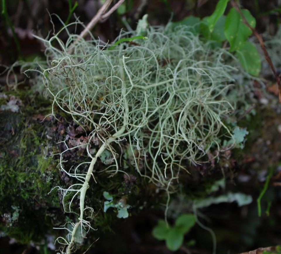 String of sausage lichen (Al Hotchkiss/Woodland Trust/PA)