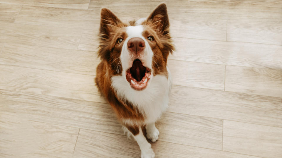 Border collie barking