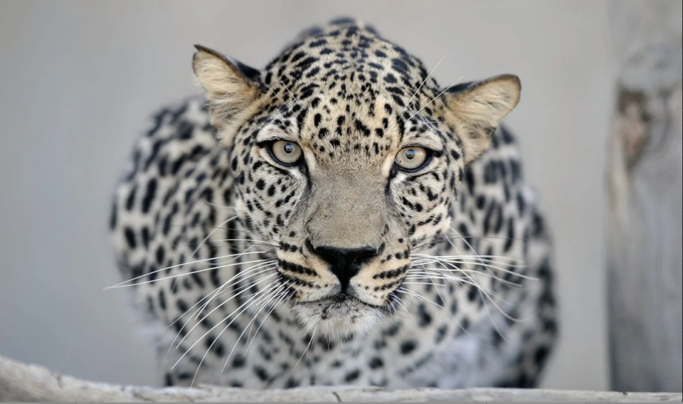 The Arabian leopard is currently endangered but a rewilding initiative is looking to change that ((Kamaan))